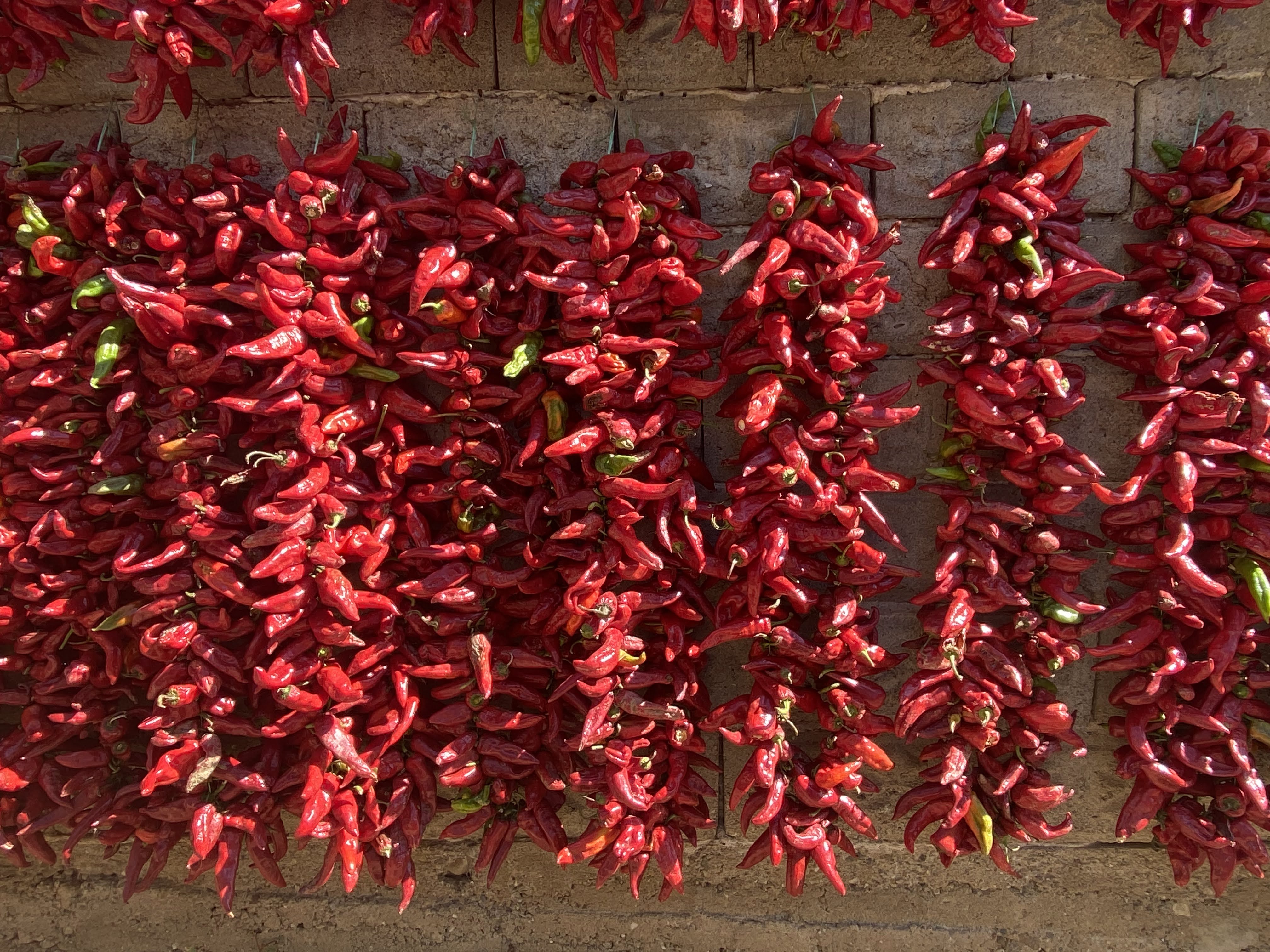 Chili peppers drying on a village wall, Tunisia