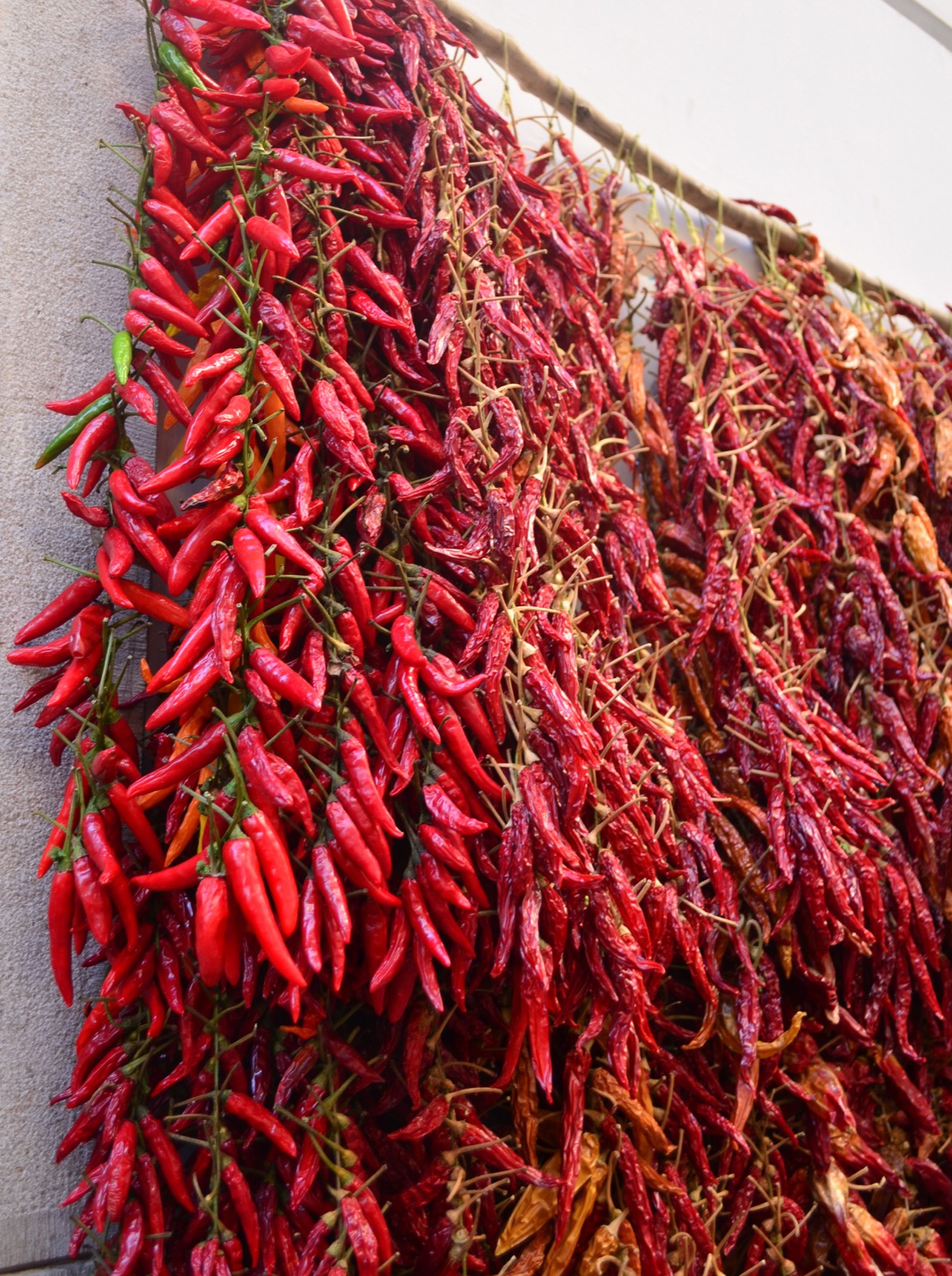 Chili peppers drying, fresh to dried