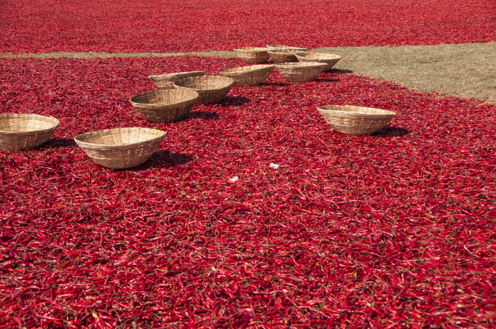 Red chilies drying in the sun, Tunisia